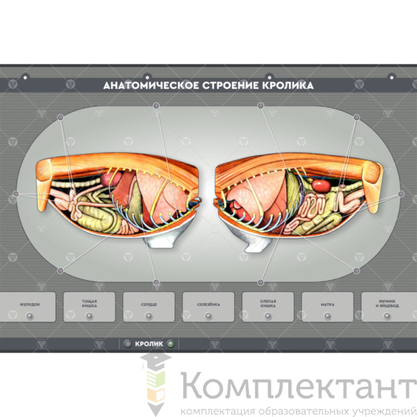 Электрифицированный стенд “Анатомическое строение сельскохозяйственных животных” (со сменными панелями)