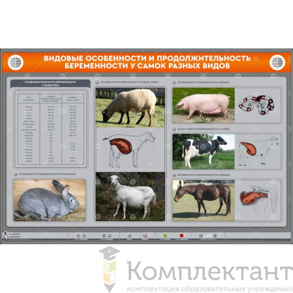 Электрифицированный стенд “Видовые особенности и продолжительность беременности у самок разных видов”