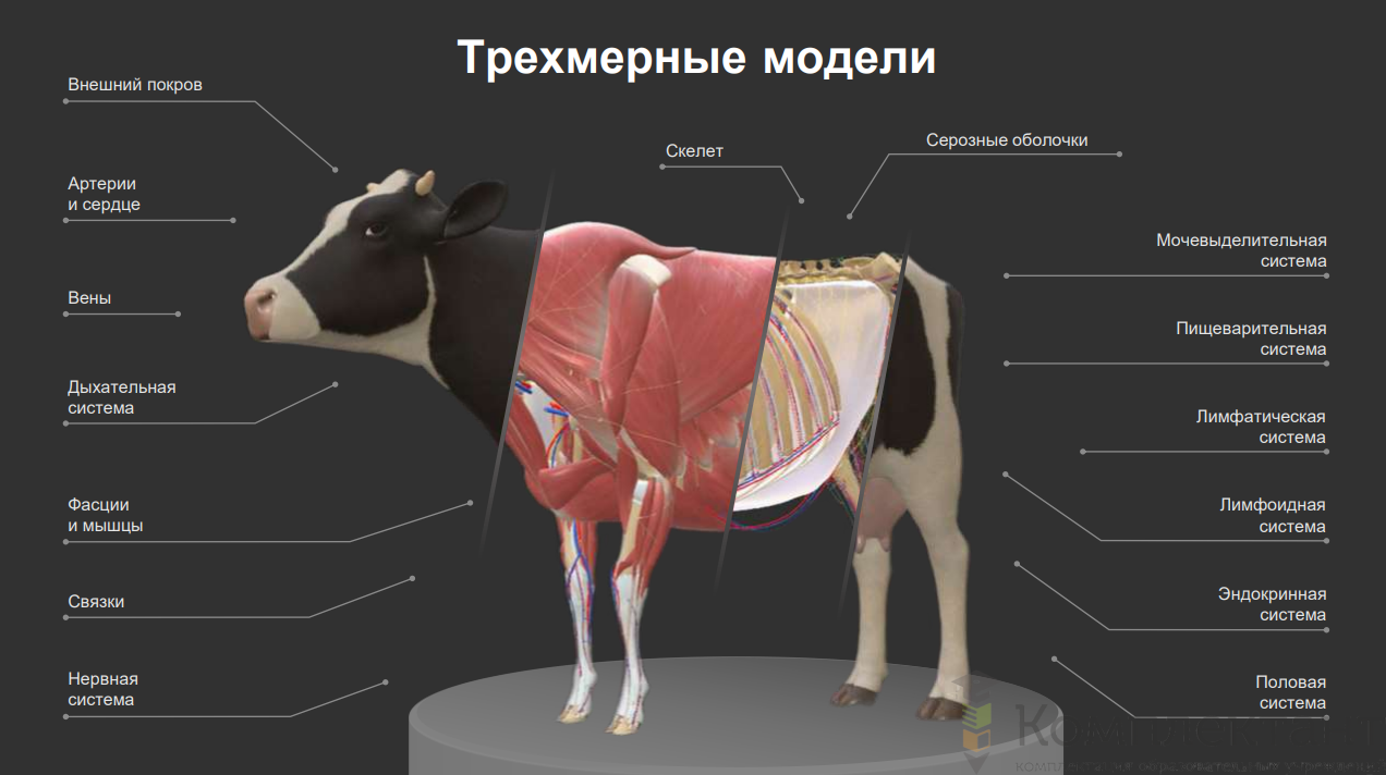 Интерактивный ветеринарный 3D атлас, 3 лицензии