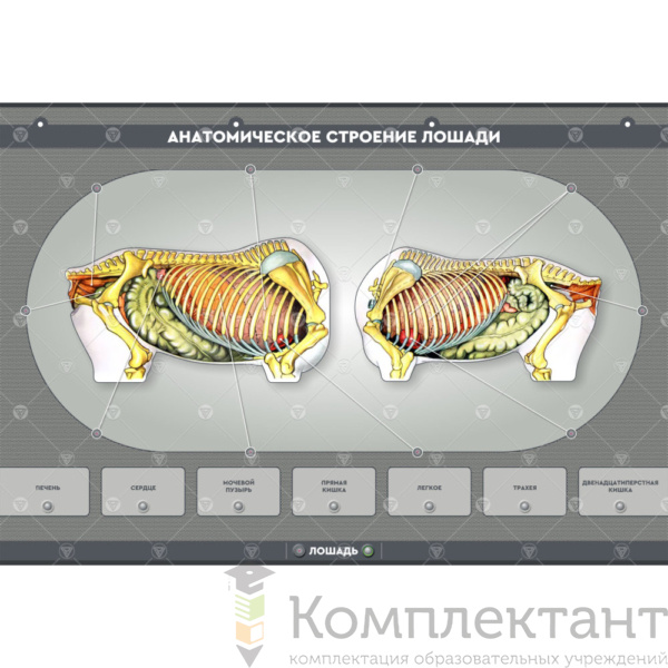 Электрифицированный стенд “Анатомическое строение сельскохозяйственных животных” (со сменными панелями)