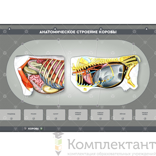 Электрифицированный стенд “Анатомическое строение сельскохозяйственных животных” (со сменными панелями)