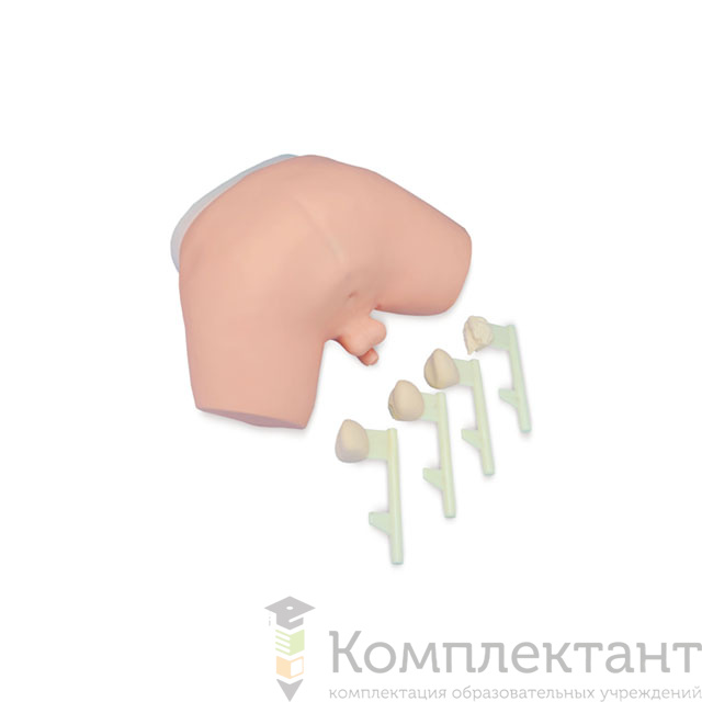Тренажер обследования простаты